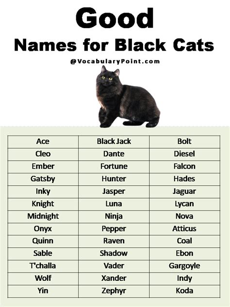 best female black cat names|More.